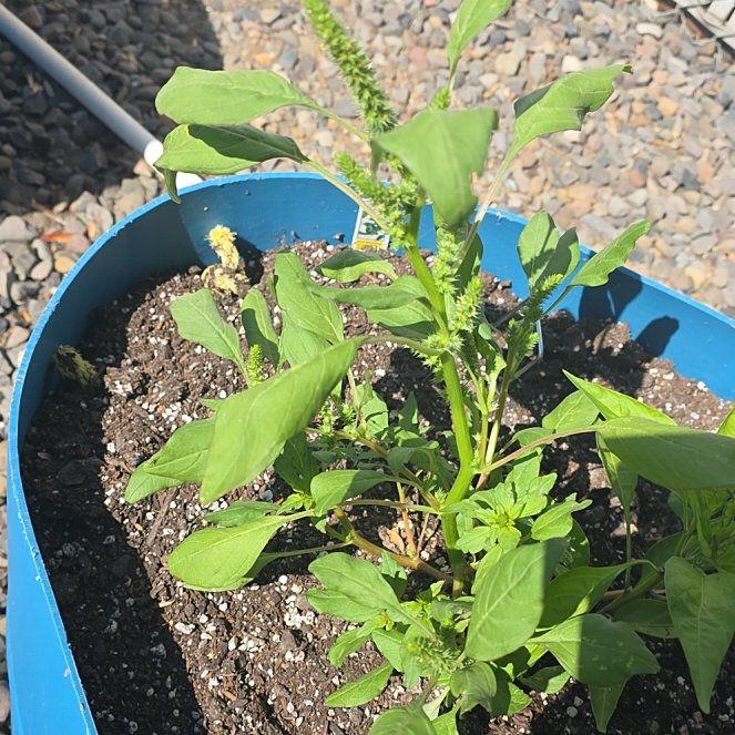 Photo of the plant species Palmer's Amaranth by @BigwigTomato15 named Rihanna on Greg, the plant care app