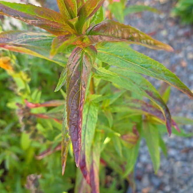 Photo of the plant species Northern Willowherb by @BigwigTomato15 named Girlfrond on Greg, the plant care app