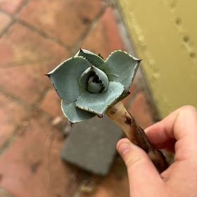 Photo of the plant species Agave Parryi by @TitanicEncina39 named Lavender on Greg, the plant care app
