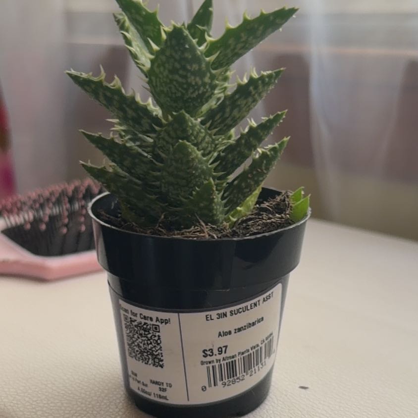 Photo of the plant species Aloe zanzibarica by @DoughtyTutsan81 named ChloroPhil on Greg, the plant care app