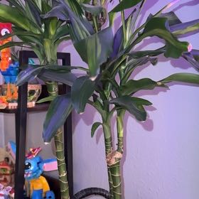 Photo of the plant species Dracena by @GrandKale35 named Drayco on Greg, the plant care app