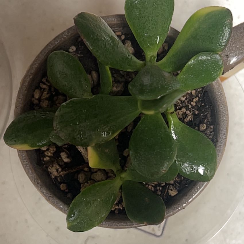 Photo of the plant species Crassula Obliqua by @RelaxedBetel77 named Guy on Greg, the plant care app