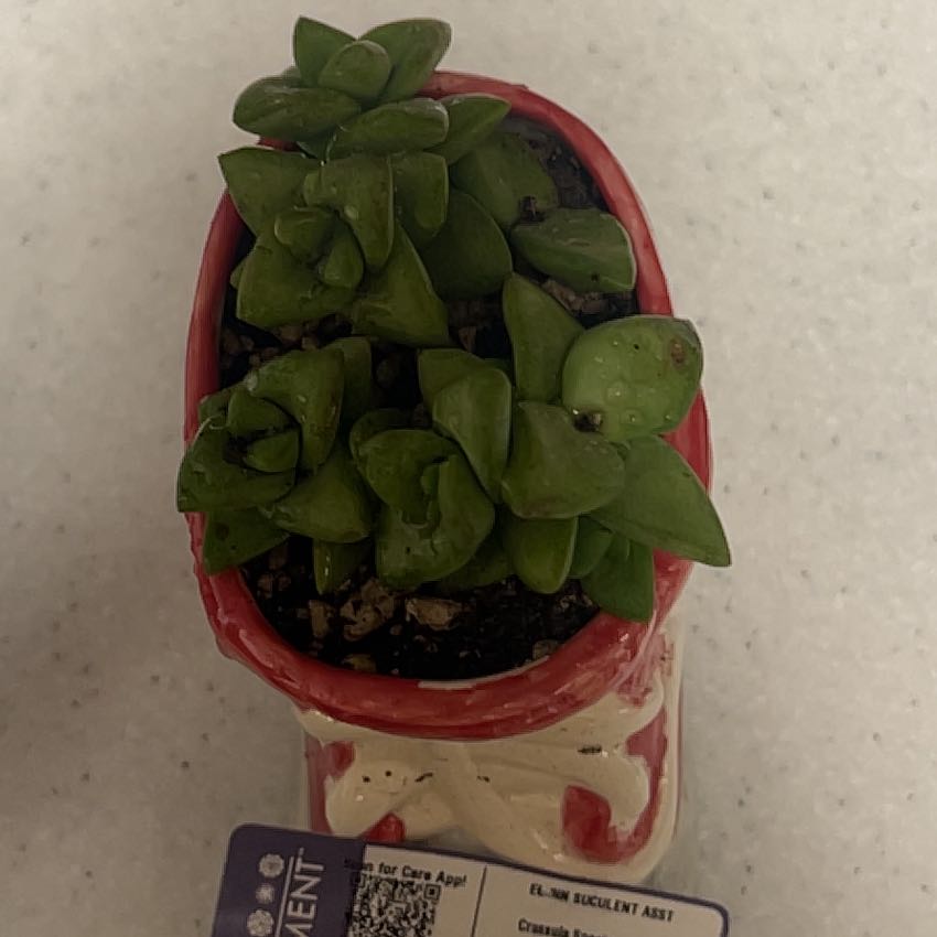 Photo of the plant species Assorted Crassula by @RelaxedBetel77 named Tucker on Greg, the plant care app
