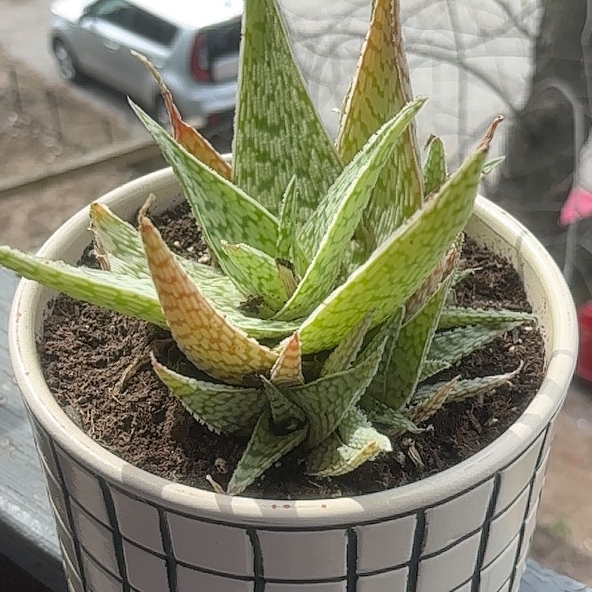 Photo of the plant species Aloe 'Delta Lights' by @KeyGasteria38 named Sproutacus on Greg, the plant care app