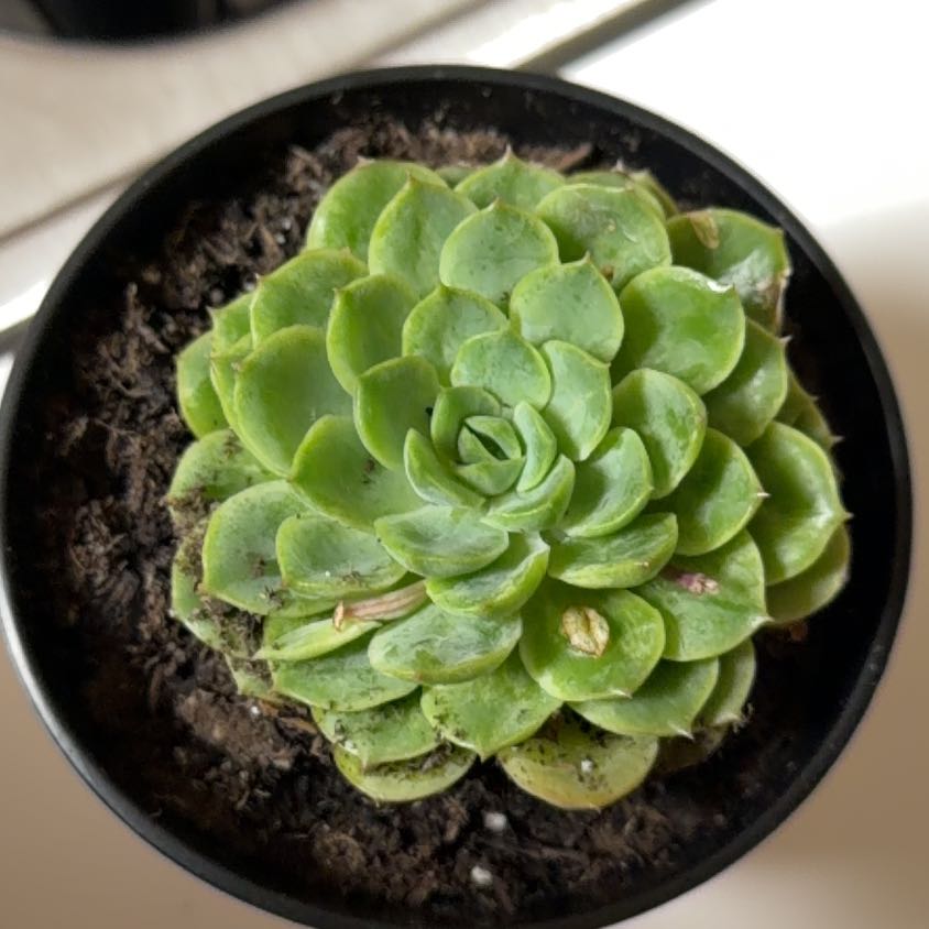 Photo of the plant species Lime N Chile by @YeahChayote48 named Bob on Greg, the plant care app