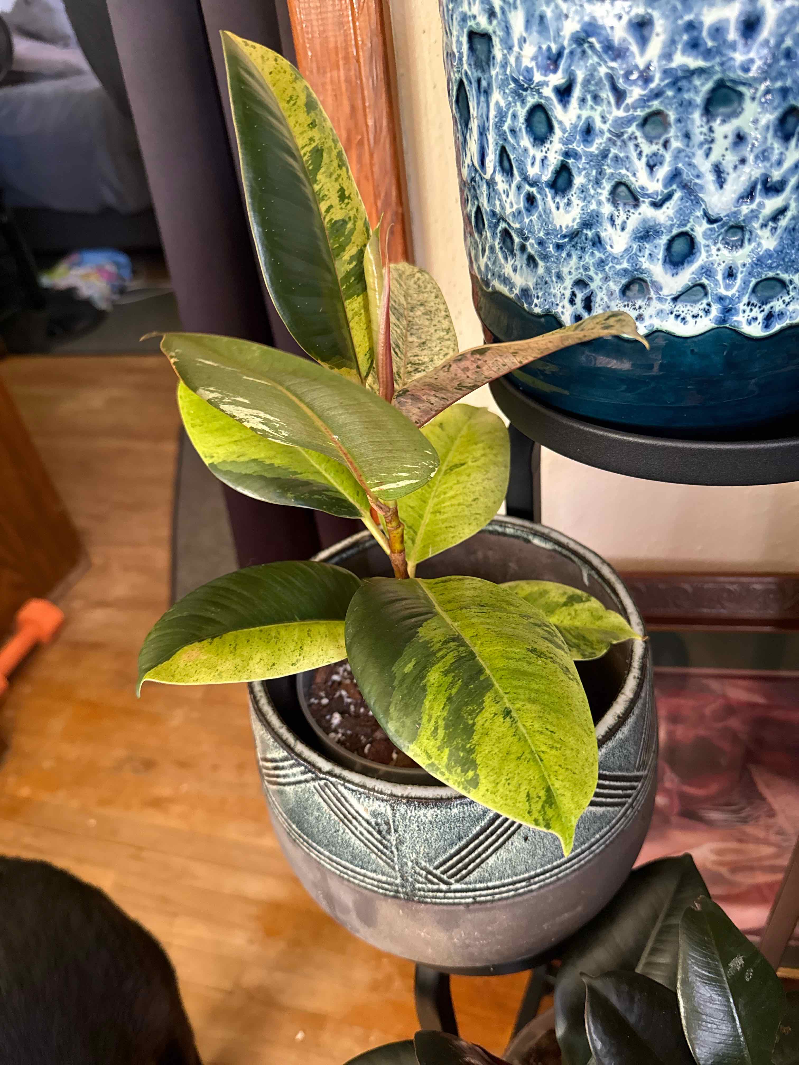 Photo of the plant species Ficus Moonshine by @SmileyRedpine96 named Luna on Greg, the plant care app