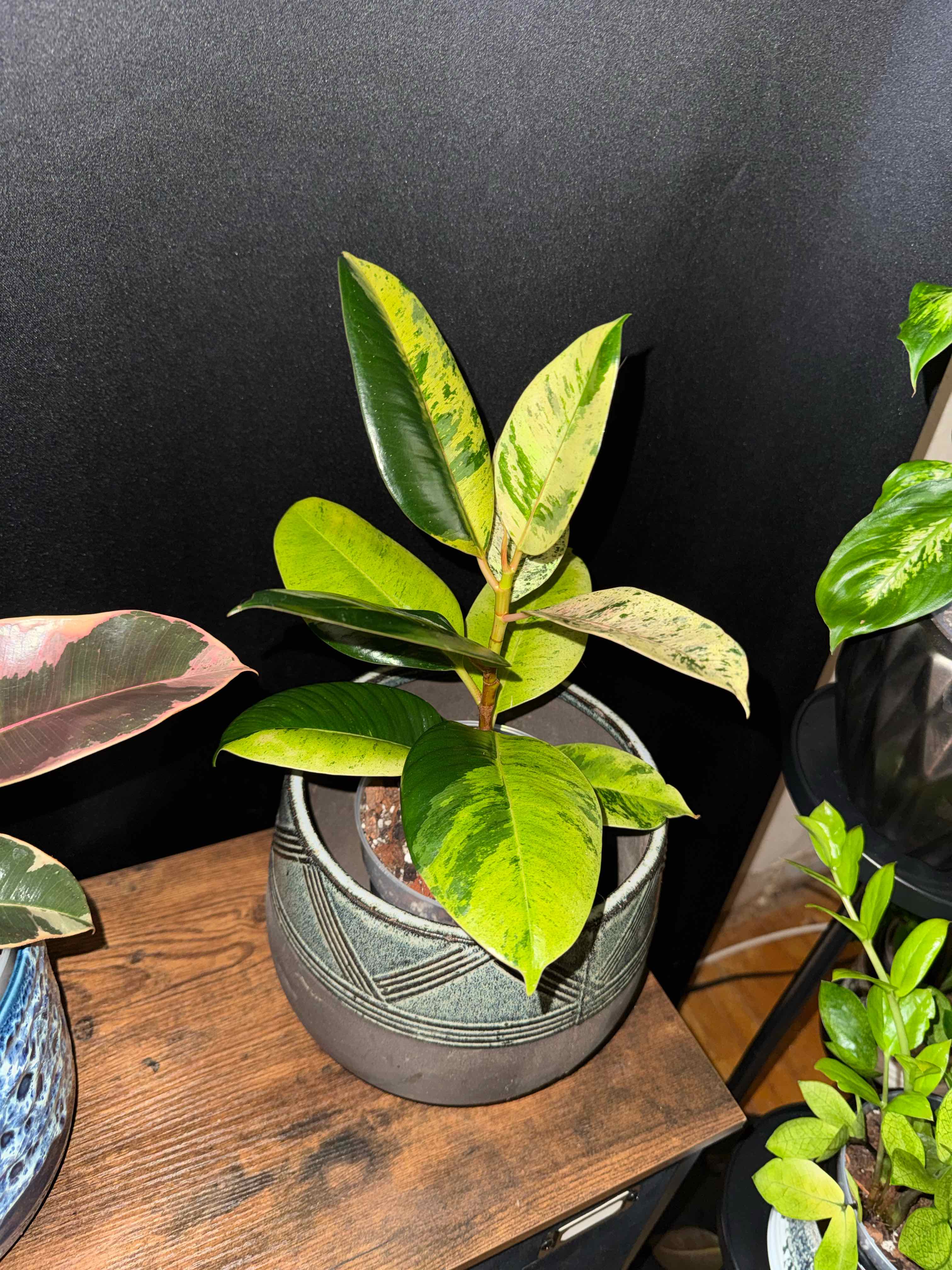 Photo of the plant species Ficus Moonshine by @SmileyRedpine96 named Luna on Greg, the plant care app