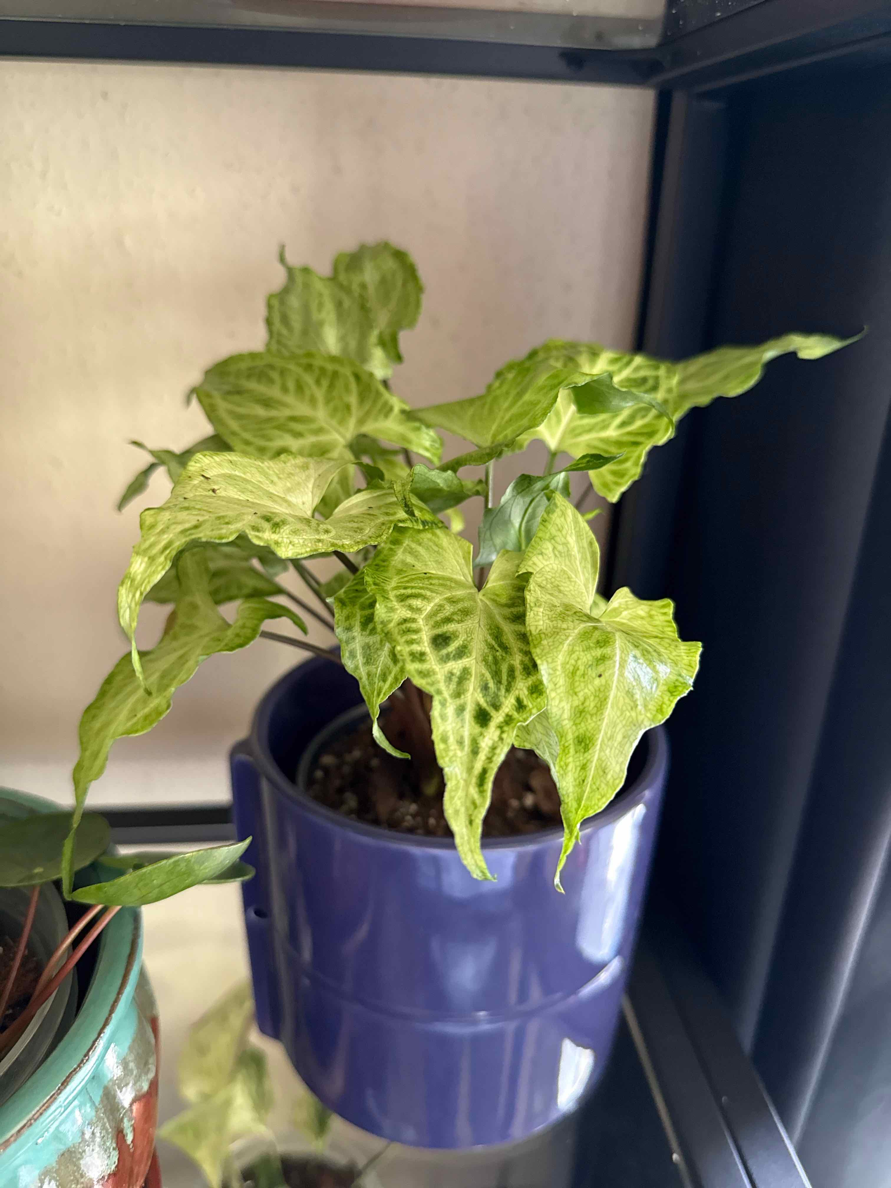 Photo of the plant species Syngonium by @SmileyRedpine96 named Elina on Greg, the plant care app
