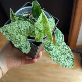 Photo of the plant species Arrowhead by @SmileyRedpine96 named Cleo on Greg, the plant care app