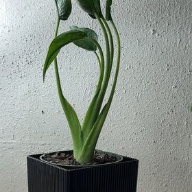 Photo of the plant species Tiny Dancer by @SmileyRedpine96 named Harper on Greg, the plant care app