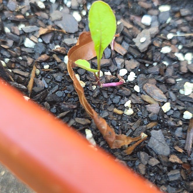 Photo of the plant species Common Beet by @SportingWeed99 named Beet on Greg, the plant care app