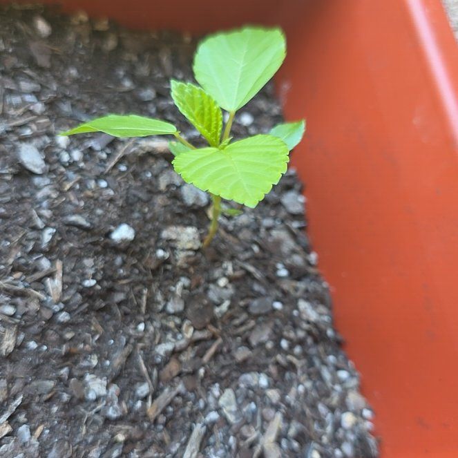 Photo of the plant species Virginia Copperleaf by @SportingWeed99 named Michelle Branch on Greg, the plant care app