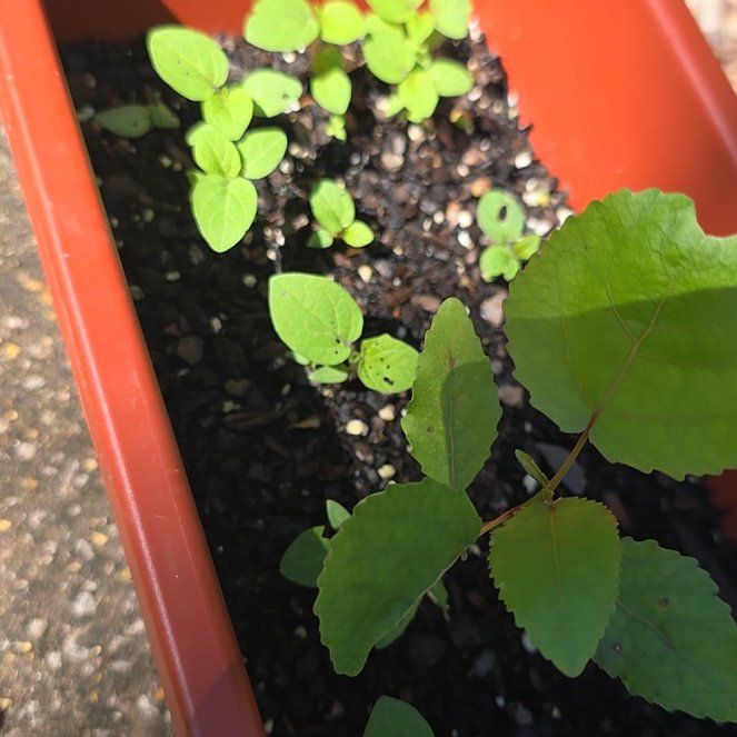 Photo of the plant species Holy Basil (Tulsi) by @SportingWeed99 named Basil on Greg, the plant care app