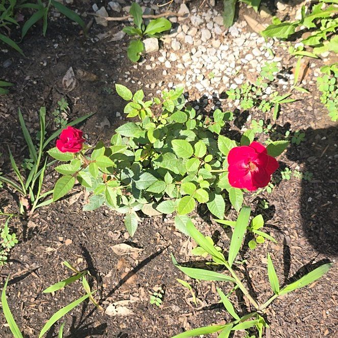 Photo of the plant species Flowering Flax by @SportingWeed99 named ALJMM on Greg, the plant care app