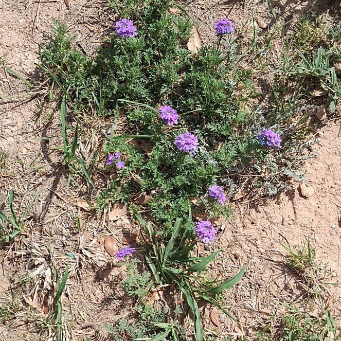 Photo of the plant species Dakota Mock Vervain by @ZealDogrose47 named Marilyn on Greg, the plant care app