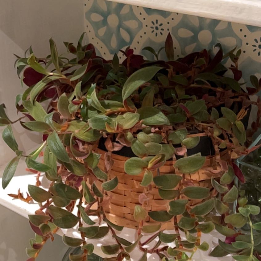 Photo of the plant species Teddy Bear Vine by @LikableBokchoi named Girlfrond on Greg, the plant care app