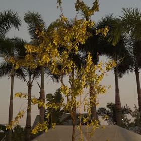 Photo of the plant species Golden Shower Tree by @TryRedash96 named Scarlett on Greg, the plant care app