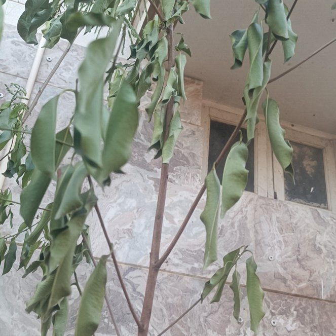 Photo of the plant species Spanish Cherry by @GrowingKamahi6 named Sir Plancelot on Greg, the plant care app