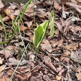 Photo of the plant species Lady's-Slipper Orchid by @WinFuscia78 named Bruce Lee on Greg, the plant care app
