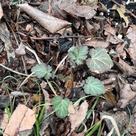 Photo of the plant species White Avens by @WinFuscia78 named Forrest on Greg, the plant care app