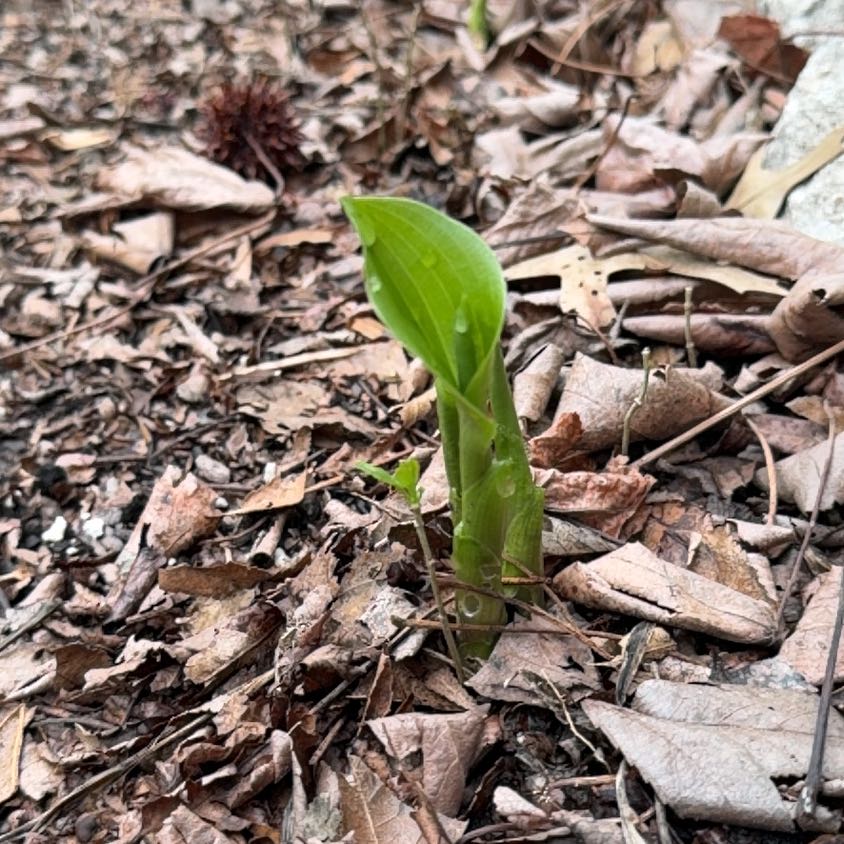 Photo of the plant species Showy Orchid by @WinFuscia78 named Harper on Greg, the plant care app