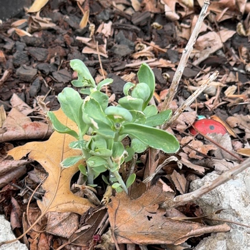 Photo of the plant species Salt Heliotrope by @WinFuscia78 named Surya on Greg, the plant care app