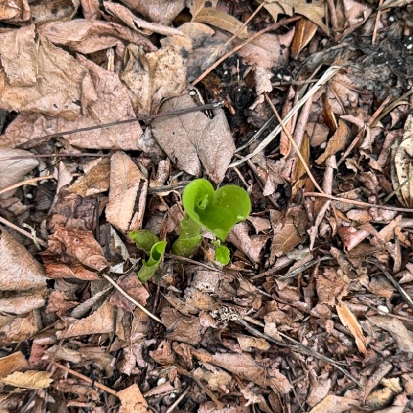 Photo of the plant species Snakeberry by @WinFuscia78 named LiloStitch on Greg, the plant care app