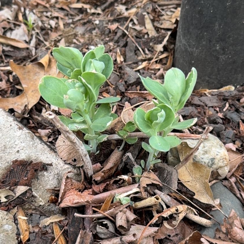 Photo of the plant species Witch's Moneybags by @WinFuscia78 named Demi on Greg, the plant care app
