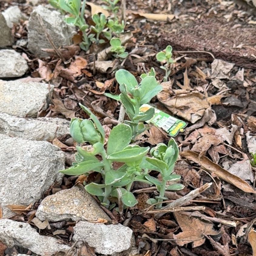Photo of the plant species Salt Heliotrope by @WinFuscia78 named Sherlock on Greg, the plant care app