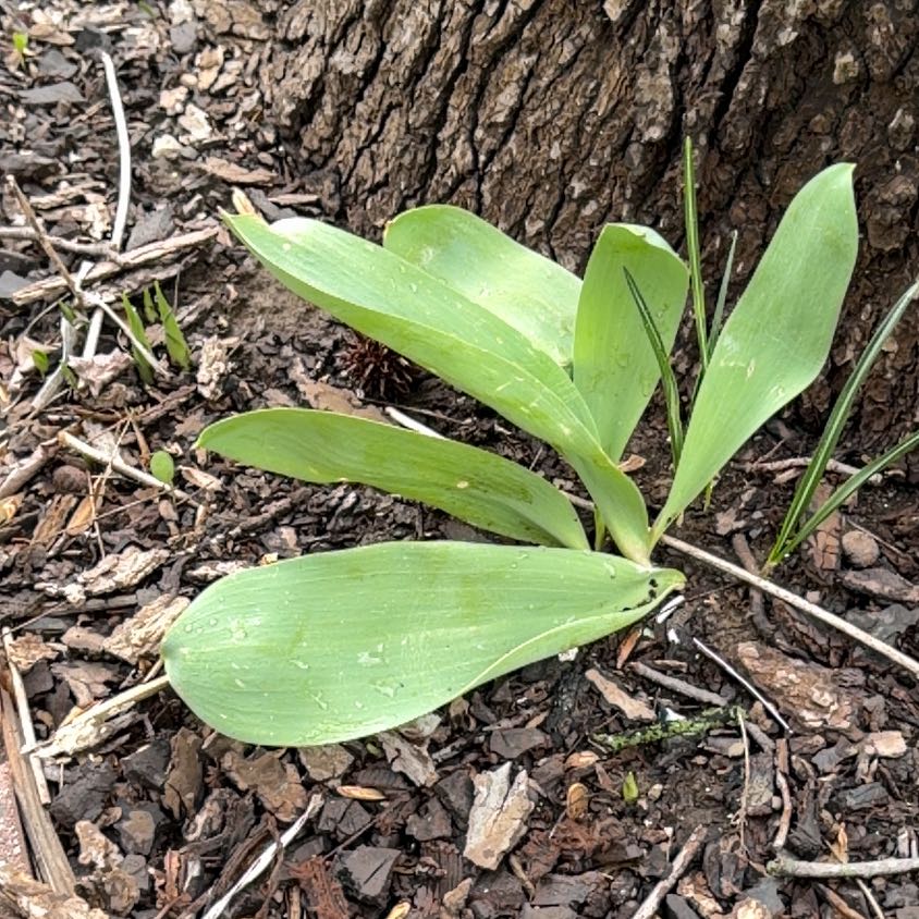 Photo of the plant species Andrews Clintonia by @WinFuscia78 named Marilyn on Greg, the plant care app
