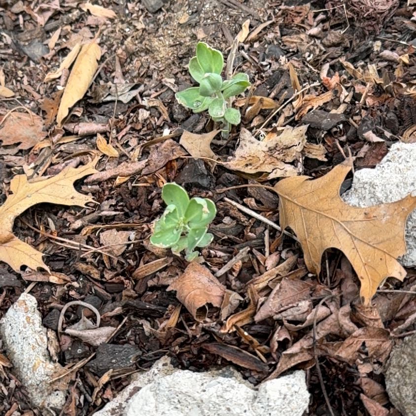 Photo of the plant species Red Chickweed by @WinFuscia78 named Diana on Greg, the plant care app