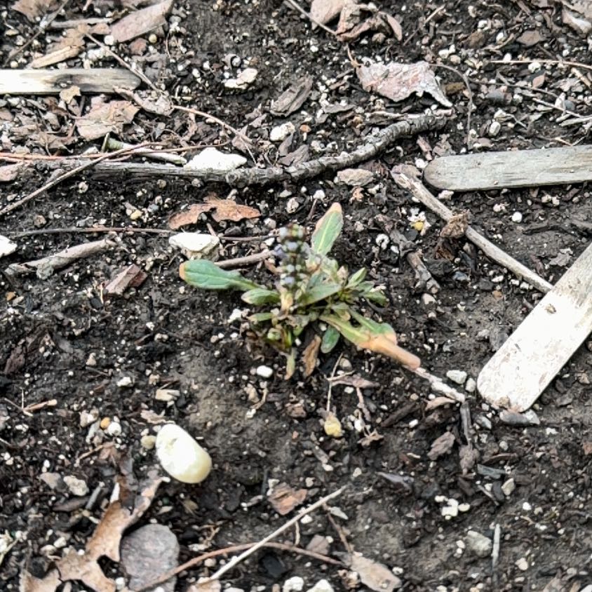 Photo of the plant species Purple Amaranth by @WinFuscia78 named Terra on Greg, the plant care app