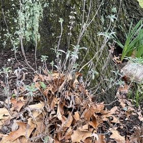Photo of the plant species White Sage by @WinFuscia78 named Clooney on Greg, the plant care app