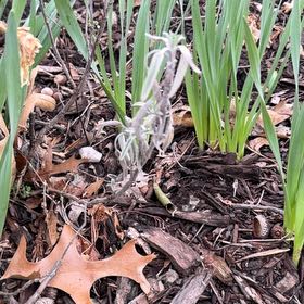 Photo of the plant species Virginia Iris by @WinFuscia78 named Rihanna on Greg, the plant care app