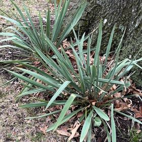 Photo of the plant species Adam's Needle by @WinFuscia78 named Denali on Greg, the plant care app