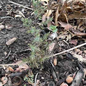 Photo of the plant species Ashe Juniper by @WinFuscia78 named Eva on Greg, the plant care app