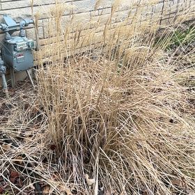 Photo of the plant species Big Muhly by @WinFuscia78 named Harmony on Greg, the plant care app