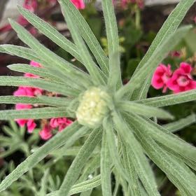 Photo of the plant species Lion's Ear by @WinUngnadia26 named Hemingway on Greg, the plant care app