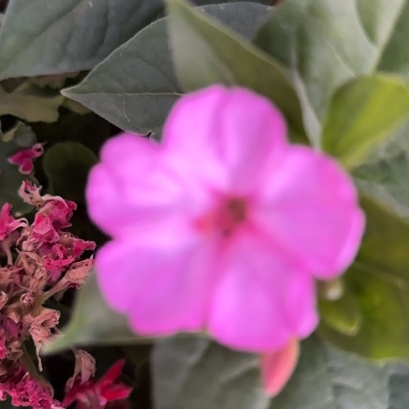 Photo of the plant species Marvel of Peru by @WinUngnadia26 named Marilyn on Greg, the plant care app