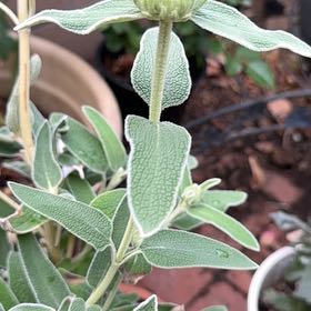 Photo of the plant species Jerusalem Sage by @WinUngnadia26 named Xena on Greg, the plant care app