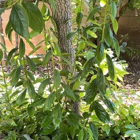 Photo of the plant species Fuyu Persimmon by @WinUngnadia26 named Huckleberry Fern on Greg, the plant care app