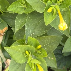 Photo of the plant species Four O'Clock Flower by @WinUngnadia26 named Gaga on Greg, the plant care app
