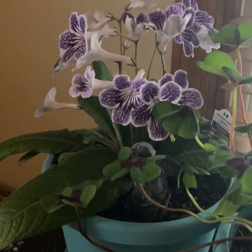 Photo of the plant species Lady Slipper Grape Ice by @FitHenbane63 named Aria on Greg, the plant care app