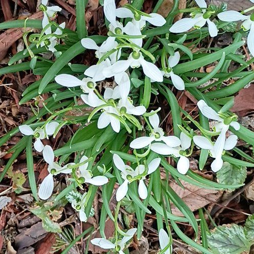 Photo of the plant species Snowdrop by @IntrepidEllisia named Zion on Greg, the plant care app