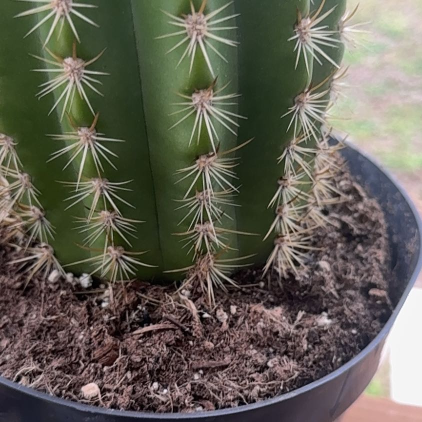 Photo of the plant species Trichocereus 'Sun Goddess' by @TidyAlula39 named Beckham on Greg, the plant care app