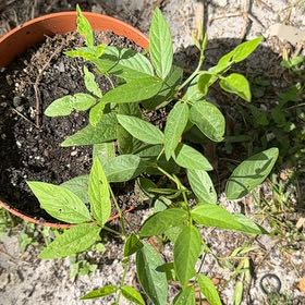 Photo of the plant species Soybean by @SelectLavaplant named Winston on Greg, the plant care app