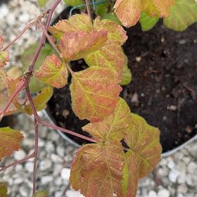 Photo of the plant species Western Poison-Oak by @SelectLavaplant named Kobe on Greg, the plant care app