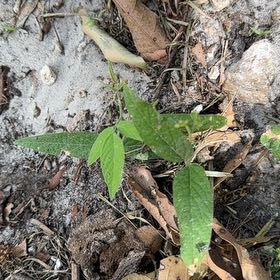 Photo of the plant species Soybean by @SelectLavaplant named Prince on Greg, the plant care app