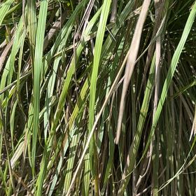 Photo of the plant species Pampas Grass by @SelectLavaplant named Gates on Greg, the plant care app