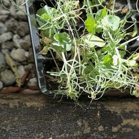 Photo of the plant species Peas by @SelectLavaplant named Leaf Erickson on Greg, the plant care app